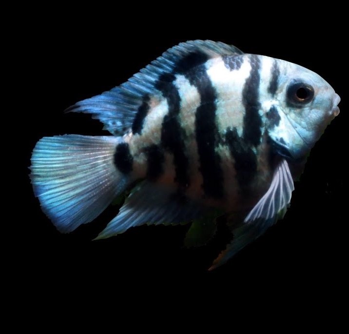 Polar blue parrot cichlid 5-6 cm